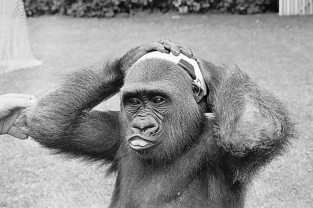 葡萄牙1-0荷兰夺冠，C罗欧国联决赛制胜球