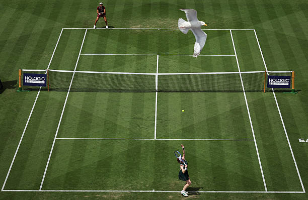 触网球场地尺寸的历史演变：从早期到现代标准